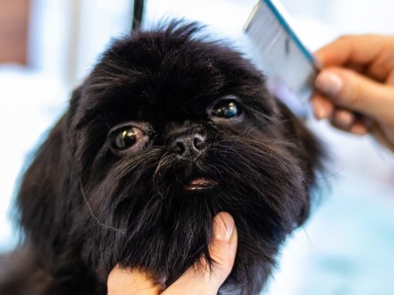 10 Essential Tips for Raising a Happy and Healthy Puppy