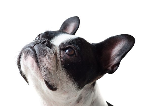 Accessorize Your Canine Companion: The Latest Trends in Dog Accessories