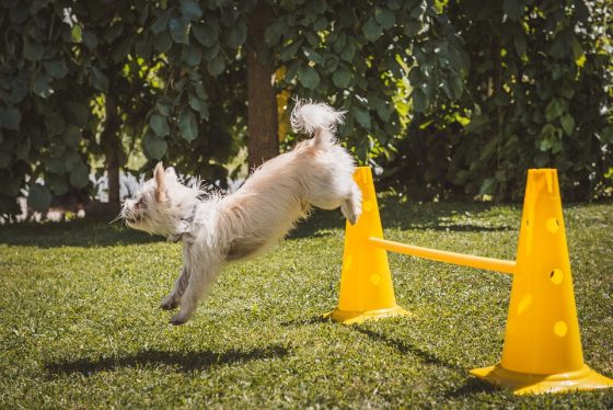 Advanced Training: Taking Your Dog’s Skills to the Next Level