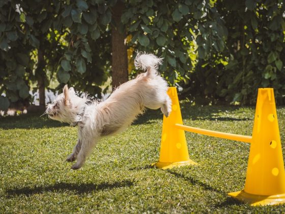 Advanced Training: Taking Your Dog’s Skills to the Next Level