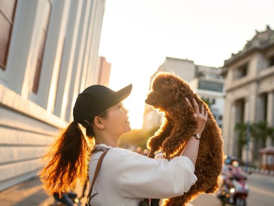 Avoiding Common Mistakes When Traveling with Your Dog