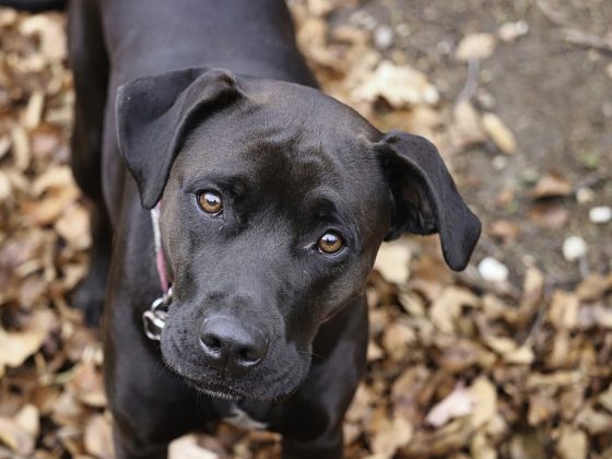 Best Practices for Pet Safety While Traveling