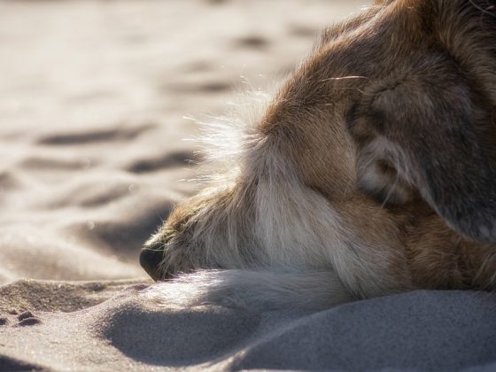 Big, Bold, and Beautiful: A Closer Look at the Most Stunning Large Dog Breeds