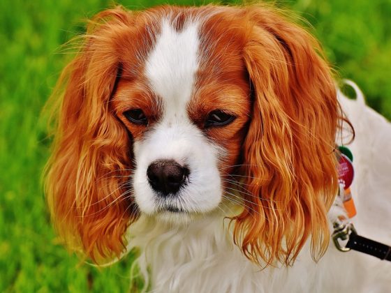 Big and Beautiful: The Most Impressive Large Dog Breeds