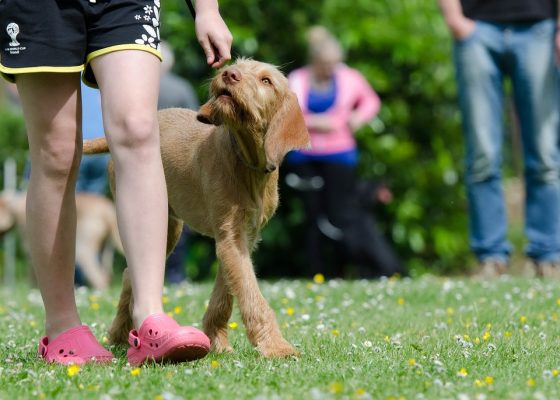 Breaking Bad Habits: How a Training Collar Can Help Correct Problematic Behaviors