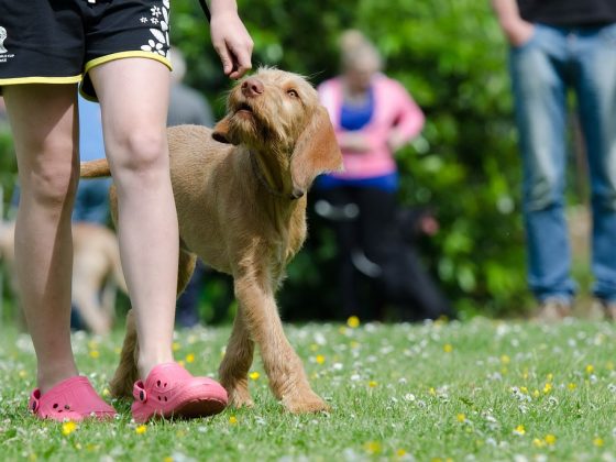 Breaking Bad Habits: How a Training Collar Can Help Correct Problematic Behaviors