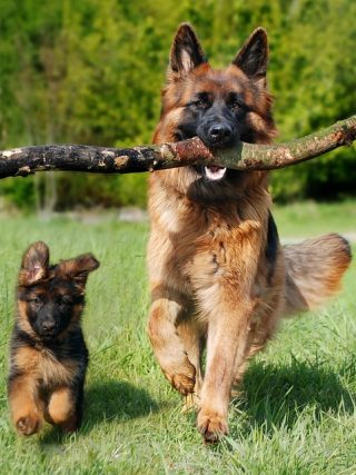 Common Health Issues in Dogs and How to Prevent Them