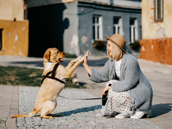 DIY Pet Accessories to Spoil Your Furry Friend