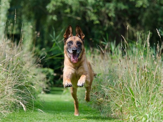 From Chaos to Calm: How Pet Training Can Transform Your Life