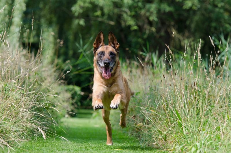 From Chaos to Calm: How Pet Training Can Transform Your Life