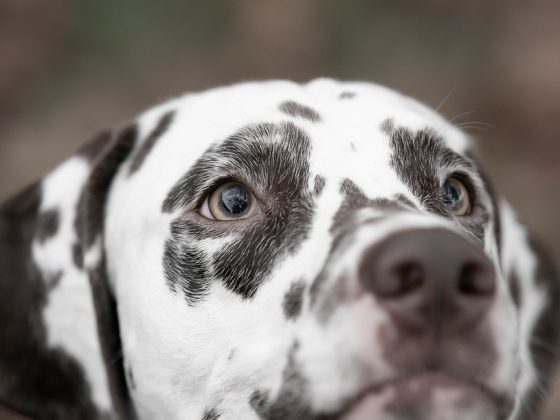 From Elegant Poodles to Energetic Retrievers: A Guide to Dog Breeds