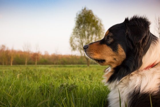 From Leashes to Electric Collars: Exploring the Different Types of Dog Training Tools