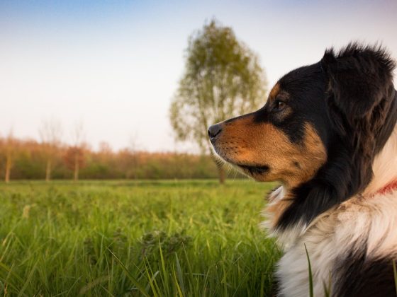 From Leashes to Electric Collars: Exploring the Different Types of Dog Training Tools