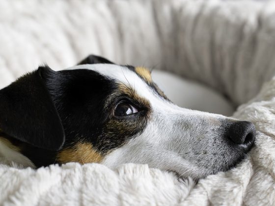 From Miniature to Giant: Understanding the Size Differences in Dog Breeds