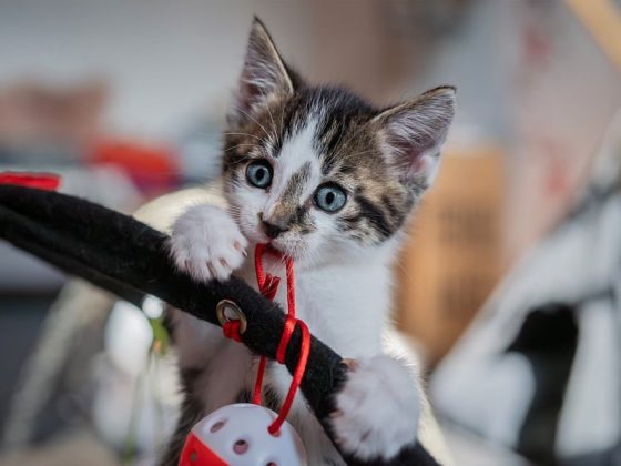 Hit the Road with Confidence: Essentials for Your Dog Travel Bag