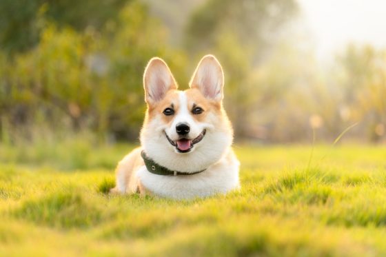 How Regular Exercise Can Improve Your Dog’s Overall Well-Being