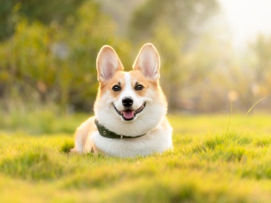 How Regular Exercise Can Improve Your Dog’s Overall Well-Being