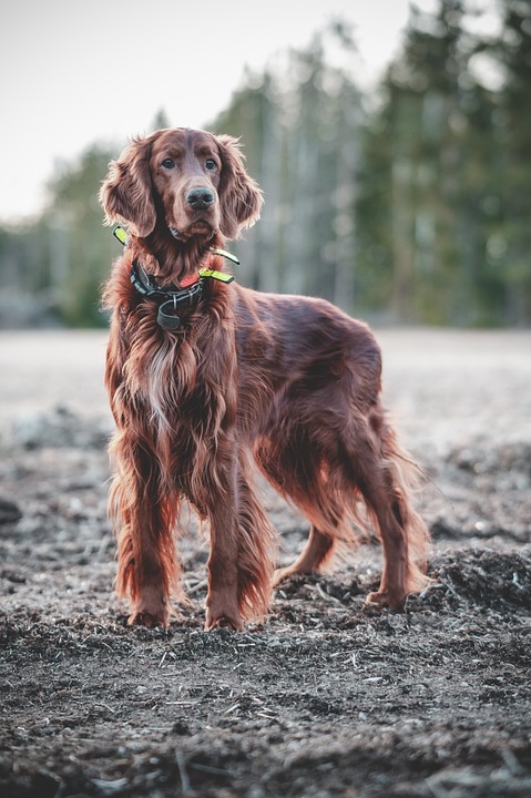 How to Safely and Effectively Use a Dog Training Collar for Obedience Training