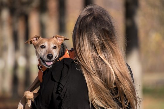 Keep Your Pup Happy and Healthy on the Go: Tips for Packing the Perfect Dog Travel Bag