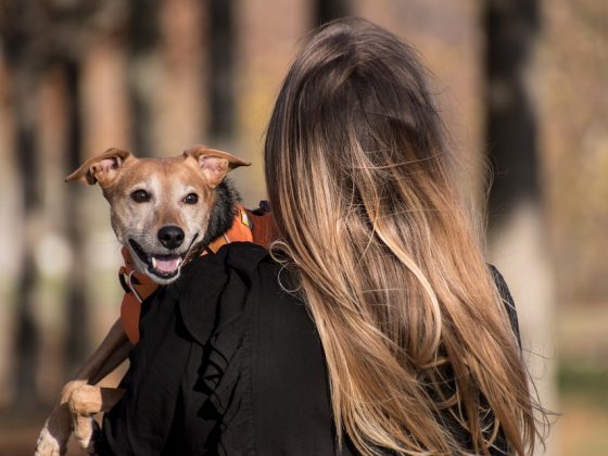 Keep Your Pup Happy and Healthy on the Go: Tips for Packing the Perfect Dog Travel Bag