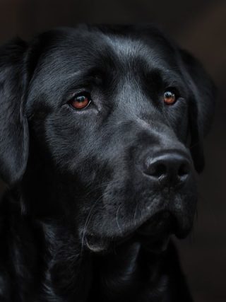 Keeping Your Puppy Healthy: Essential Tips for New Pet Owners