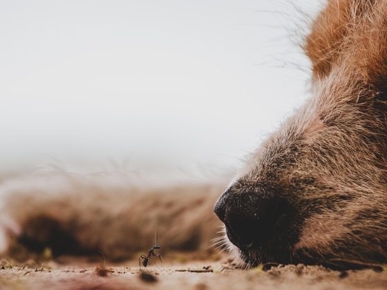 Majestic Giants: Exploring the World’s Largest Dog Breeds