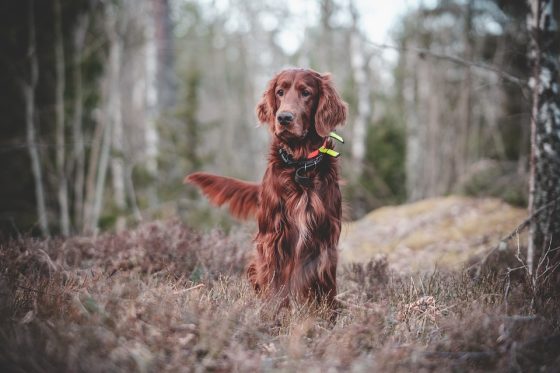 Mastering the Art of Pet Training: Tips and Tricks for a Well-Behaved Companion