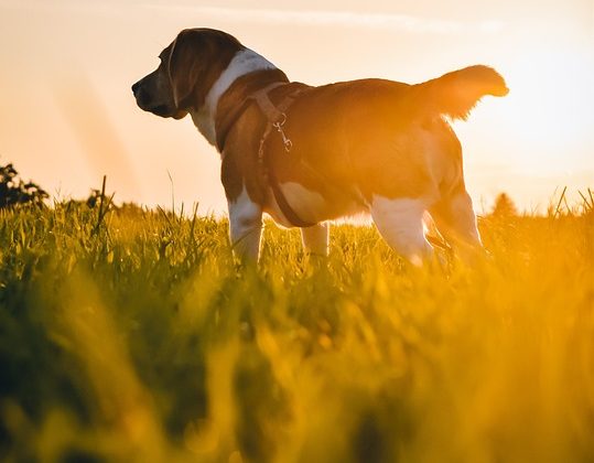 Meet the Newest Trend in Canine Companions: Rare and Unique Dog Breeds