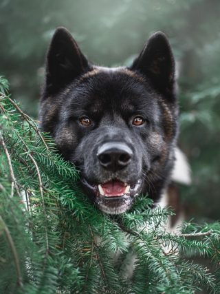 Mental Health Matters: Ways to Keep Your Puppy Happy and Content