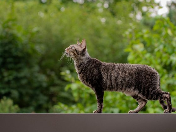 Must-Have Items for Your Dog Travel Bag