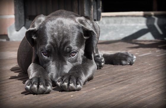 Protecting Your Puppy: How to Recognize and Treat Common Health Issues