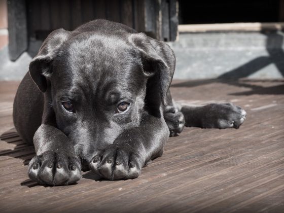 Protecting Your Puppy: How to Recognize and Treat Common Health Issues