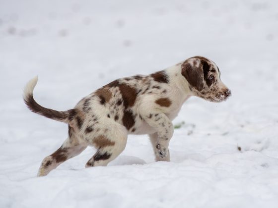 Puppy Care 101: Creating a Safe Environment for Your Canine Companion