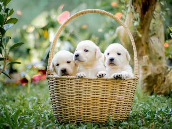 Puppy Parenting 101: How to Provide the Best Care for Your Furry Friend