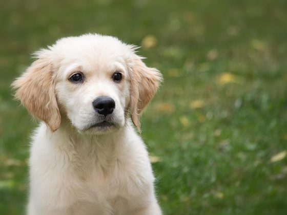 Puppy Training 101: Essential Tips for Success