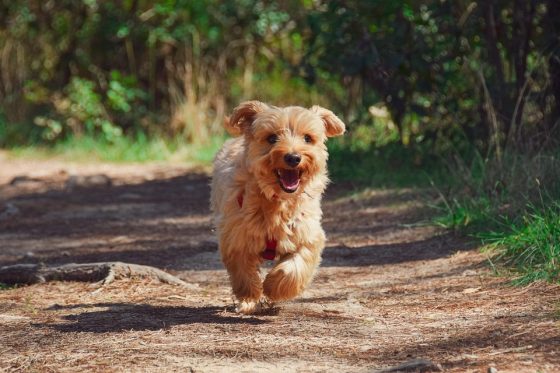 Puppy Vaccinations 101: Everything You Need to Know to Keep Your Pup Healthy