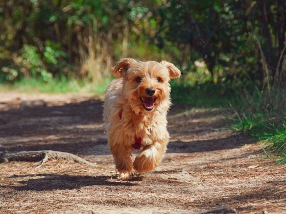 Puppy Vaccinations 101: Everything You Need to Know to Keep Your Pup Healthy