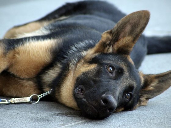 Remote Collars and Beyond: Modern Training Techniques and Tools for a Well-Behaved Dog