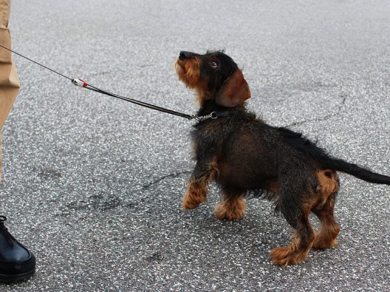 Rescue Dog Training: Helping Your New Best Friend Thrive in Their New Home