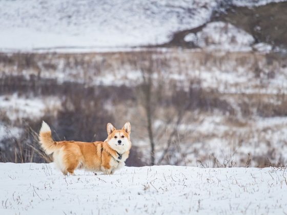 Small but Mighty: Uncovering the Most Energetic Small Dog Breeds