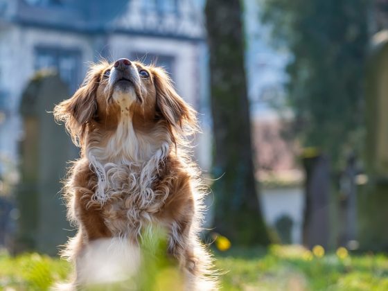 The Benefits of Owning a Small Dog Breed: Health, Happiness, and More