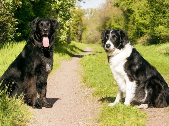 The Benefits of Using a Dog Training Collar for Behavior Modification