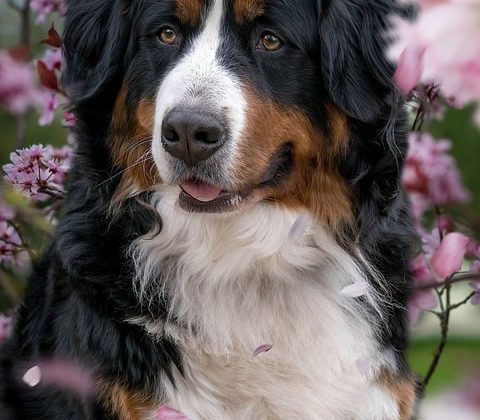 The Best Dog Accessories to Make Your Four-Legged Friend Happy