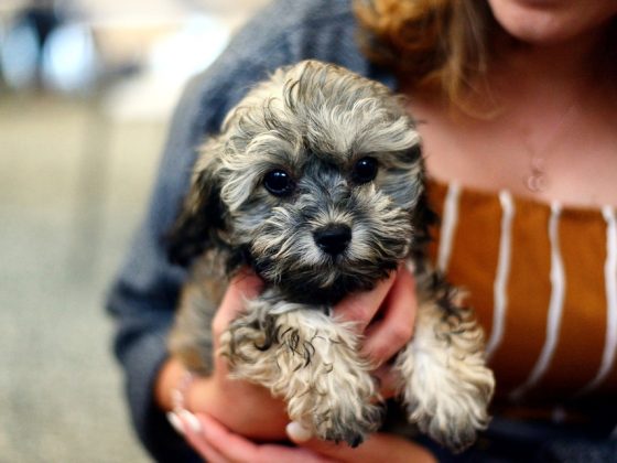 The Dos and Don’ts of Puppy Care: A Comprehensive Guide