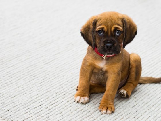 The Dos and Don’ts of Puppy Care: Expert Advice