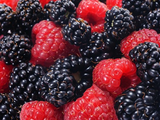 The Importance of Regular Vet Check-Ups for Your Furry Friend