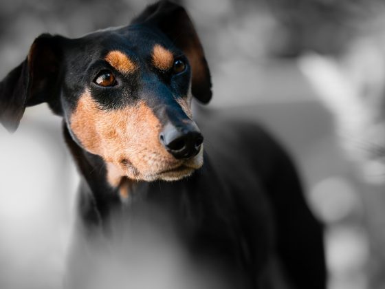 The Power of Giants: How Large Dog Breeds Make Great Companions