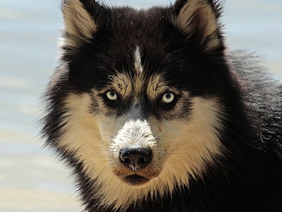 The Top 10 Best Family-Friendly Dog Breeds for Your Home