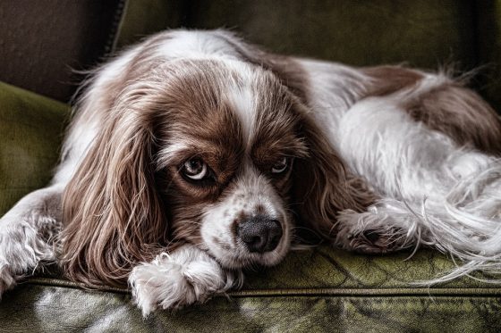 The Top 10 Small Dog Breeds Perfect for Apartment Living