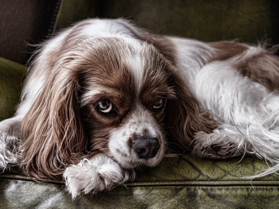 The Top 10 Small Dog Breeds Perfect for Apartment Living